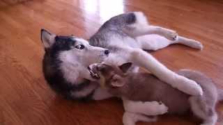 Mishka Snuggles with the Puppy Laika the Husky!