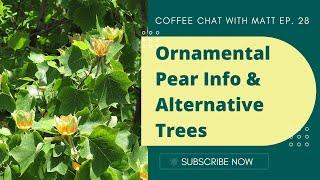 Best Trees to Replace your Ornamental Pears with! // Info about Ornamental Pears