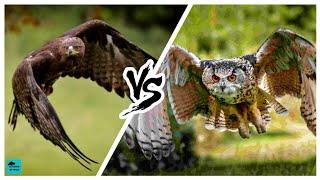GOLDEN EAGLE VS EURASIAN EAGLE OWL  - Who would win?