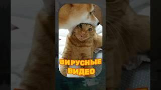 ВИРУСНЫЕ ВИДЕО / котопёс 