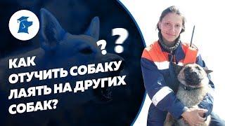 Как отучить собаку лаять на собак? Как отучить собаку тянуть поводок? Обучение собаки команде Рядом.