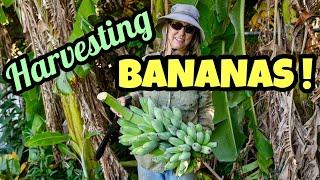 Harvesting Bananas!