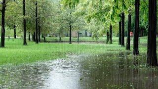 Rain Sounds in the Forest is Effective for Insomnia - Best Sleeping White Noise, Fall Asleep Quickly