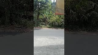Gabut