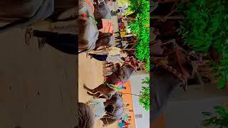 #bull #sadar #sadarfestival #yadav #yadavfamily #viral #trending