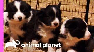 Baby Border Collies Start Learning To Herd | Too Cute!