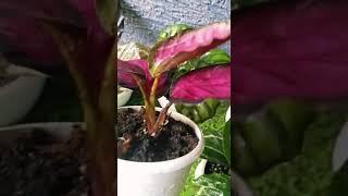plants for sale.dm to 6380710362.shipping all over India .#calathea #calatheaplant #croton #plants