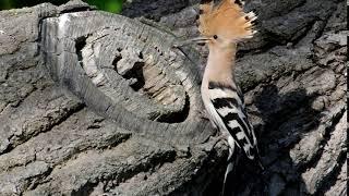 Удод и ящерица. The hoopoe and the lizard