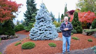 Amazing Blue Plants for the Garden