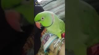 Bunty Saying Ami Ami Talking Parrot Bunty 