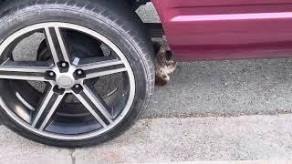 Cat under the truck