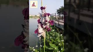 IRIS GERMANICA || Bunga Indah Di Taman Dan Pinggir Danau