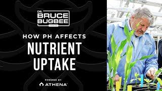 Bruce Bugbee Series – How pH Affects Nutrient Uptake