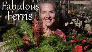 Fabulous Ferns and How to Grow Them!#gardeningtips #ferns #gardening