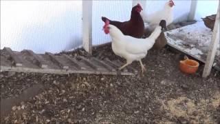 Preparing Chicken Coop and Run for Michigan Winter