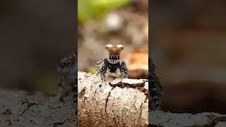 Maratus nogerup ️ flynn_prall