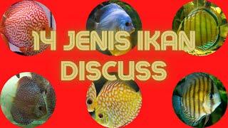 14 Types of Discus Fish The Most Beautiful And Most Wanted by Ornamental Fish Lovers