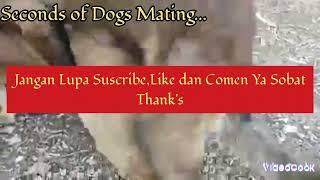 Seconds of Dogs Mating@Detik² Anjing lg Kawin