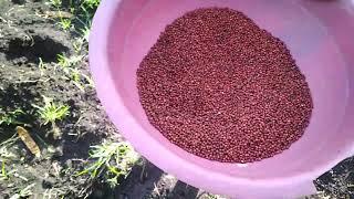 DAP fertilizer at planting sorghum in Homabay, Lambwe.