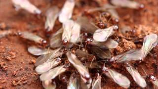 Termites: Signs and prevention tips