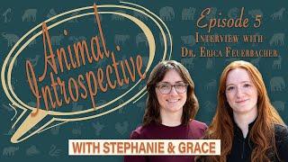 Animal Introspective Ep 5: Companion Animal Behavior with Dr. Erica Feuerbacher