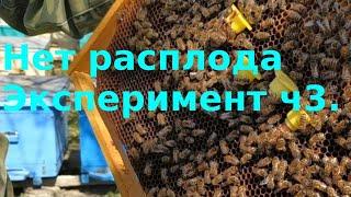 Нет расплода. Эксперимент часть 3. Трутовка?!