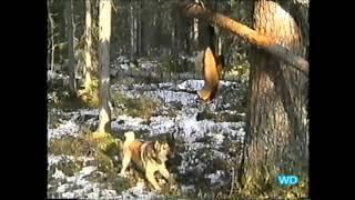 1997 ГОД  ТАЁЖНЫЕ ИСТОРИИ.ОХОТА НА НОРКУ (Nerz) 2 СЕРИЯ      Jagd auf Nerz