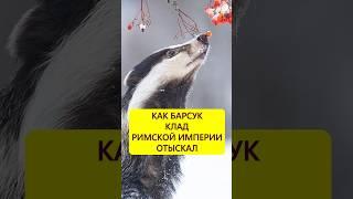 Полезный барсук. Откопанный клад Римской империи #истории_с_азаровым #археология #барсук #клад