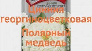 Цинния георгиноцветковая Георгиноцветковая Полярный медведь  обзор: как сажать, семена циннии