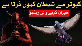 Kabutar me Rohani Taqat kiyo Hoti Hai | Mehrban Ali