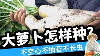 不空心，不抽苔，不被虫吃的大萝卜怎么种？How to grow daikon radishes successful?