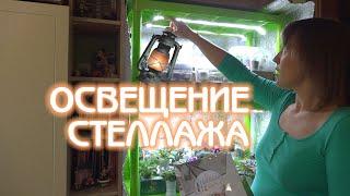 Освещение фиалок дома | Стеллаж | Советы по уходу за фиалками #04 | Мои фиалки