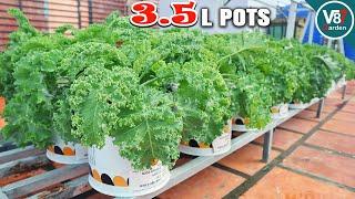 How to Grow Kale in Small Plastic Pots at Home for Abundant Harvests