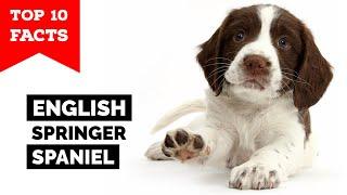 English Springer Spaniel - Top 10 Facts