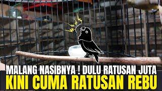 NASIB MALANG SI BURUNG INI ! DULU RATUSAN JUTA SEKARANG CUMA RATUSAN RIBU