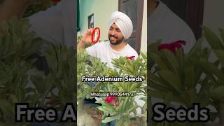 Free Adenium Plant Seeds #adenium #gardening #desertrose