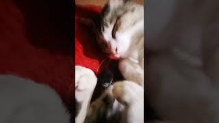 watch the end