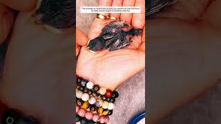 The woman accidentally picked up a sparrow that fell from its nest and brought it home to care for.