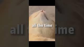 Tired my life bro  #animallover #catvideos #funny #animals #catlover #catmeme #catshorts