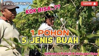 SATU POHON LIMA JENIS BUAH... KOK BISA..? || TIPI LOR'PINTU || Informasi Potret Kehidupan Desa.