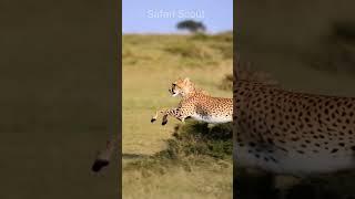 leopard vs deer #wildlife #wildrift #wildanimals #animalworld #nature #naturelovers #shorts #funny