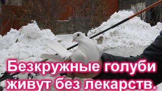 Безкружные голуби живут без лекарств.