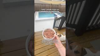 Teddy’s partially frozen raw smashed up in a bowl by the pool  #dogshorts #rawdiet #dogfood