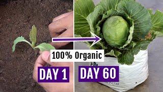 How to Grow Cabbage at Home Easily - Complete Growing Guide