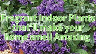 15 Fragrant Indoor Plants that'll make your home smell Amazing | Make your garden smell great