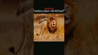 5 Strongest Lions Who Ruled Their Territory Like Kings  | Real Jungle Legends