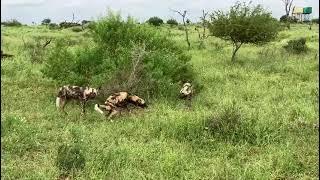 Wild Dogs in Kruger National Park, Crocodile Bridge Gate