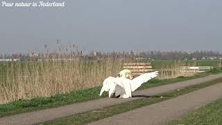 Zwanen vechten Zwanen gevecht Swan attacks swan Swans fight Swan fight