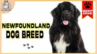 The Ultimate Newfoundland Dog Breed Guide: Everything You Need to Know