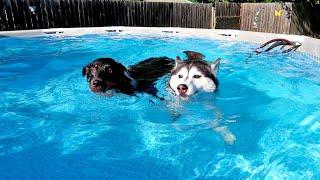 Birthday Pool Party for The Dogs (Happy Birthday Jamie!)